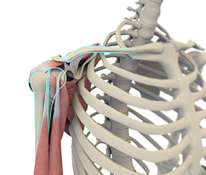 Shoulder Anatomy