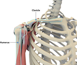 Shoulder Anatomy Image Shoulder Anatomy